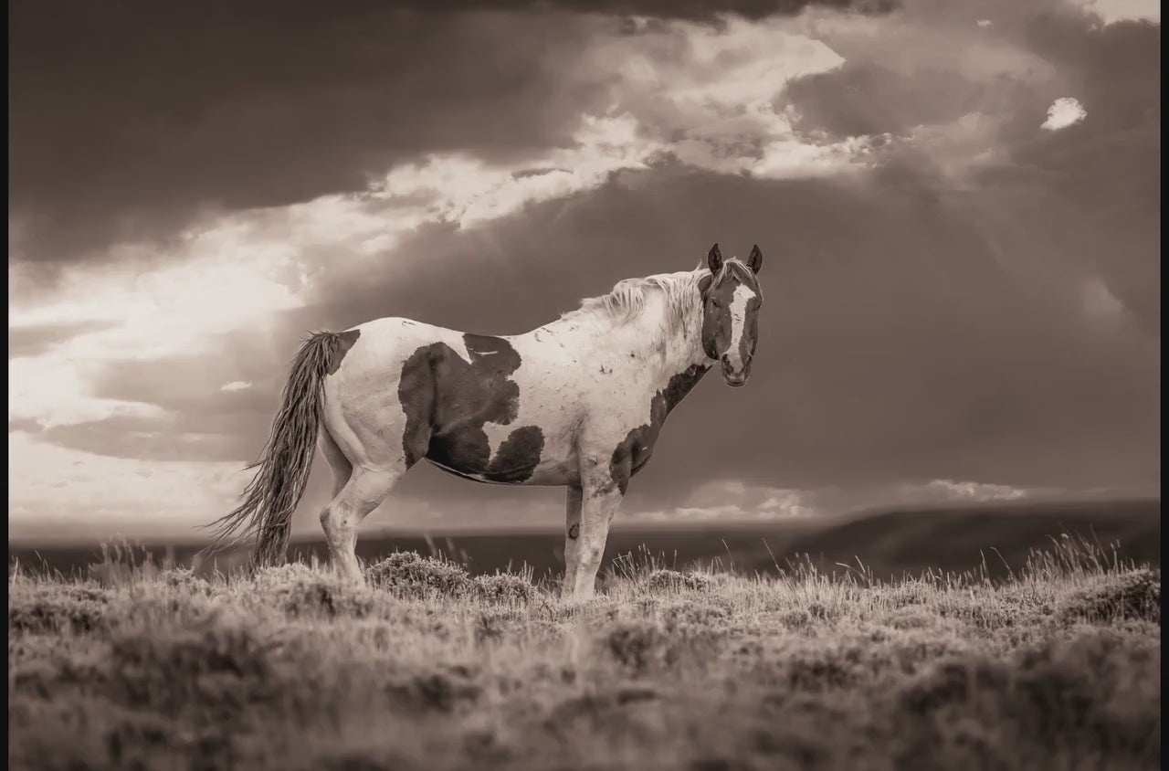 Wild Pinto Stallion Sepia Photo, Wyoming Mustang Horses Wall Art Print, Rocky Mountain Large Wildlife Canvas, Cowboy Old West Decor for Home