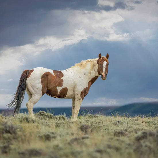 Wild Pinto Stallion Photo, Wyoming Mustang Horses Wall Art Print, Rocky Mountain Large Wildlife Canvas, Cowboy Old West Decor for Home