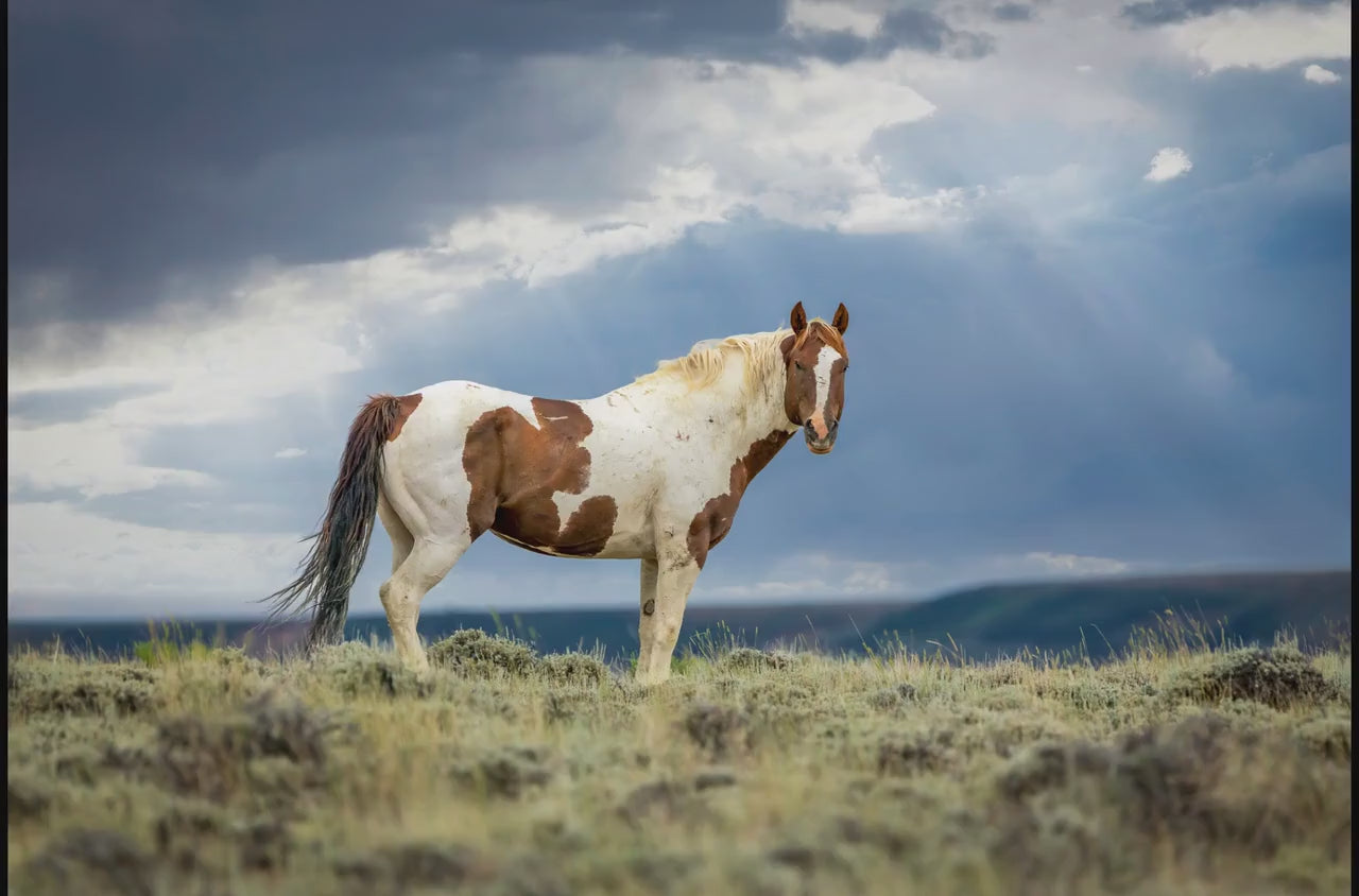Wild Pinto Stallion Photo, Wyoming Mustang Horses Wall Art Print, Rocky Mountain Large Wildlife Canvas, Cowboy Old West Decor for Home