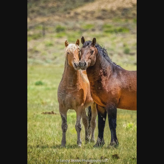Wild Horses in Wyoming Photo Vertical Print, Rustic Cowboy Decor, Mustang Stallions Picture on Canvas, Salt Wells Creek Mountain Landscape