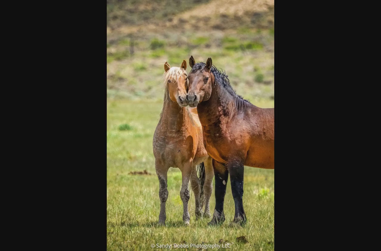 Wild Horses in Wyoming Photo Vertical Print, Rustic Cowboy Decor, Mustang Stallions Picture on Canvas, Salt Wells Creek Mountain Landscape