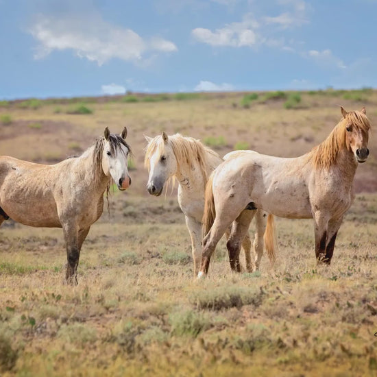 Wild Horses Print, Red Roan Mustang Stallion Photo, Handmade Wall Art, Adobe Town Wyoming Wildlife Canvas, Cowboy Old West Rustic Decor