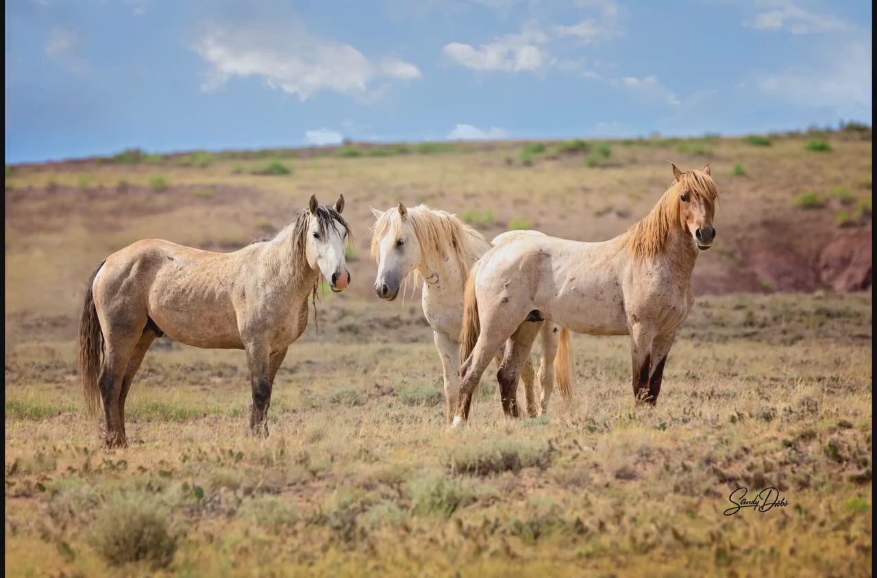 Wild Horses Print, Red Roan Mustang Stallion Photo, Handmade Wall Art, Adobe Town Wyoming Wildlife Canvas, Cowboy Old West Rustic Decor