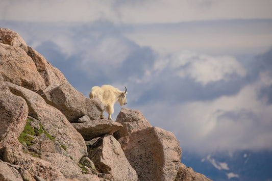Mountain Goat Rocky Mountains, Colorado Wildlife, Mount Evans Canvas Wall Art Print, Decor for Home, Living Room, Bedroom, Office