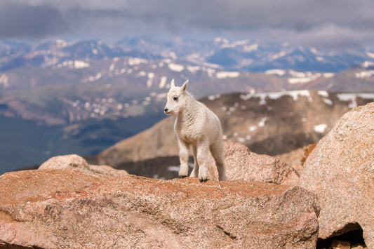 Mountain goat kid on the edge of the mountain top in the Rocky Mountains. Taken on Mount Evans in Colorado - snow on the tops.