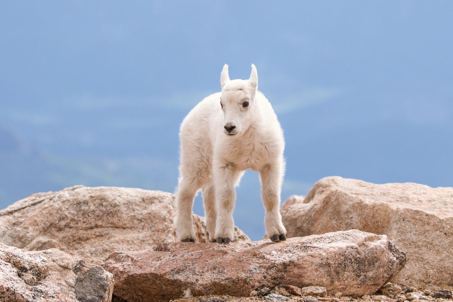 Mountain Goat Kid on Cliff Edge, Canvas Wall Art Prints, Mount Evans Colorado Wildlife Print, Wall Decor for Home, Living Office