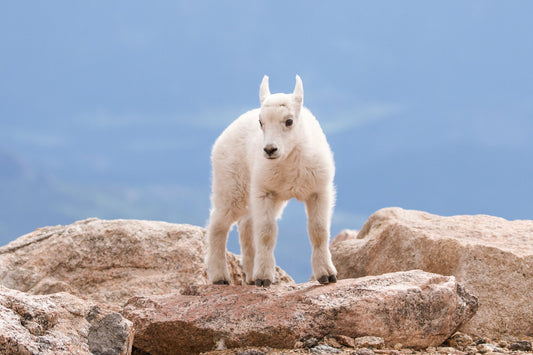 Mountain Goat Kid on Cliff Edge, Canvas Wall Art Prints, Mount Evans Colorado Wildlife Print, Wall Decor for Home, Living Office