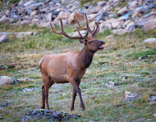 Big bull elk with large antlers bulging as he walks across the tundra. Taken in Rocky Mountain National Park and available as a canvas print for home or office. Wildlife photography.