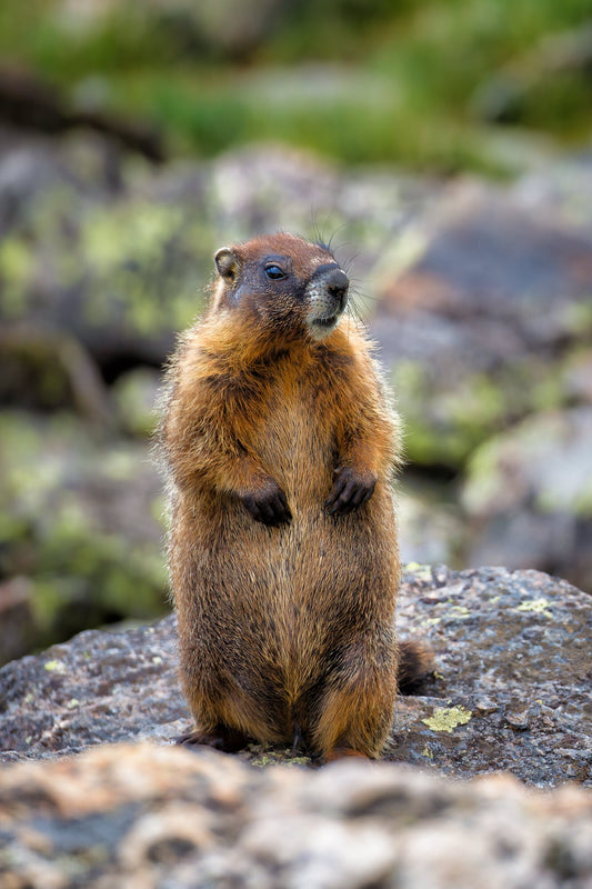 Marmot Standing Upright, Rocky Mountain National Park Wildlife, Mountain Wildlife, Canvas Wall Art Prints, Whistle Pig, Groundhog