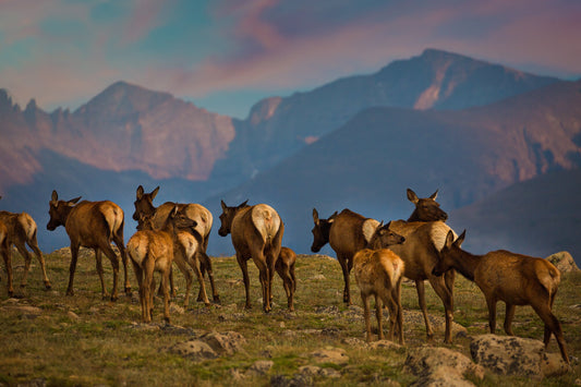 Elk Herd on Tundra at Sunset, Rocky Mountain National Park, Wildlife Canvas Wall Art Print, Wall Decor for Living Room, Bedroom and Office