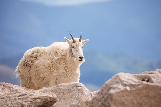 Mountain Goat on Mount Evans Colorado Print, Canvas Wall Art Prints, Colorado Wildlife Photography, Wall Decor for Home or Office