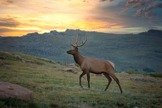 Canvas Wall Art Prints-Bull Elk on Tundra at Sunset, Rocky Mountain National Park-Wall Decor Ideal for Home ,Living Room, Bedroom and Office