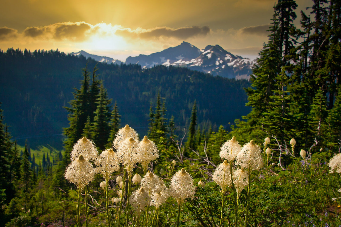 Sunset on Bear Grass Mt. Ranier National Park, Washington Mountain Landscape, Canvas Wall Art Prints, Wall Decor for Home or Living Room,