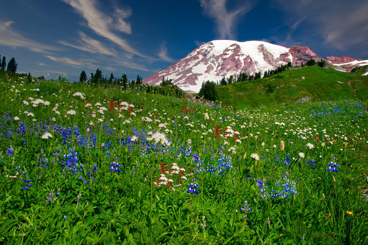 Wildflowers on the mountainside of Mt. Ranier National Park. The mountain has snow on top with a beautiful blue sky wit clouds. Available as canvas or paper print for home or office decor.
