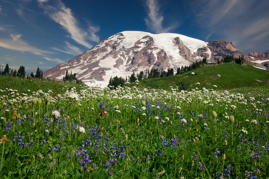 Mt Ranier with a snowy mountain peak and a brilliant blue sky. Blue and white flowers in green grass below. Available in canvas or print for home or office decor.