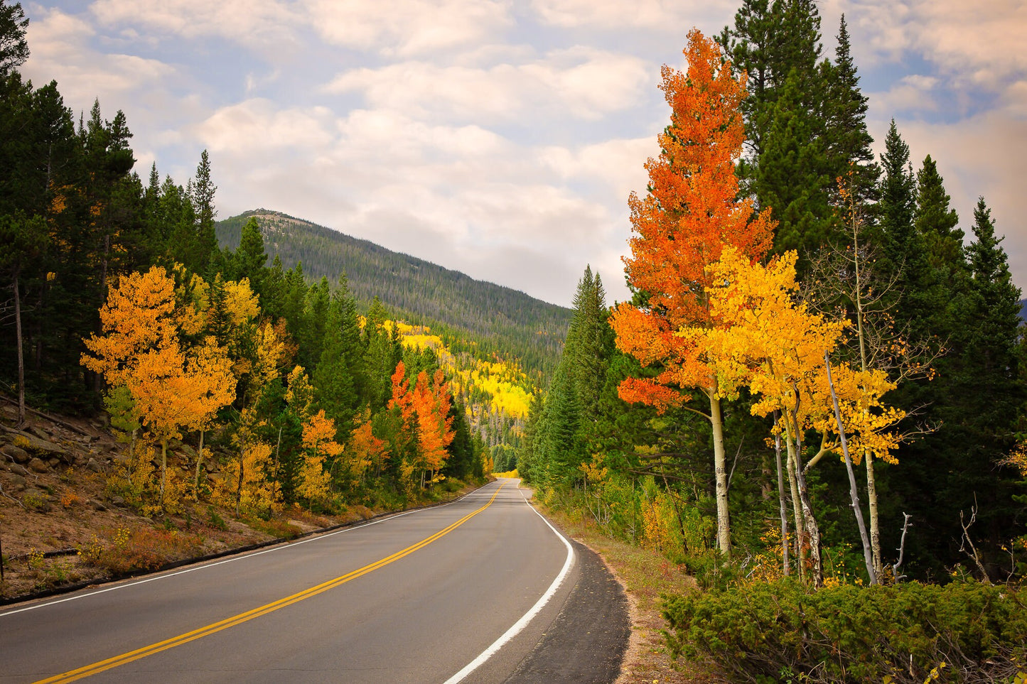 Beautiful bright red and orange aspen trees lining the road in Rocky Mountain National Park in autumn.