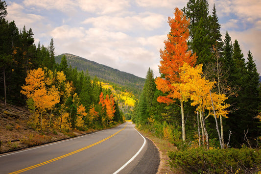 Beautiful bright red and orange aspen trees lining the road in Rocky Mountain National Park in autumn.