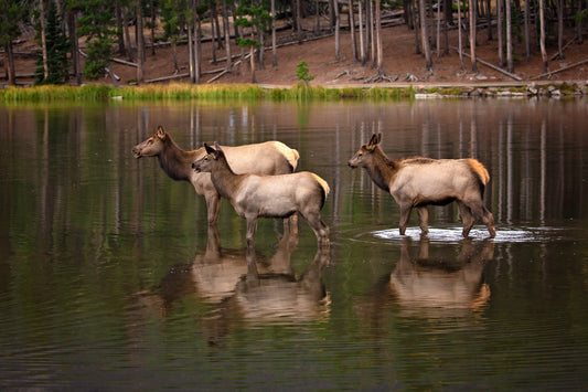 Elk Wall Art, Wildlife Wall Canvas, Rocky Mountain National Park, Colorado Canvas Wall Art Prints, Decor for Home ,Living Room, Bedroom