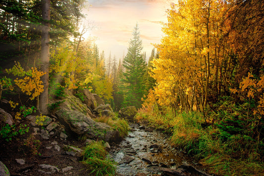 Rocky Mountain National Park Fall Aspens, Mountain Path in Autumn, Colorado Autumn Landscape Canvas Wall Art, Forest Scene Decor for Home