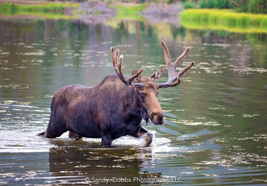 Big bull moose with large antlers walking in the water at Sprague Lake in Rocky Mountain National Park. Beautiful wildlife photo for canvas decor for home or office.