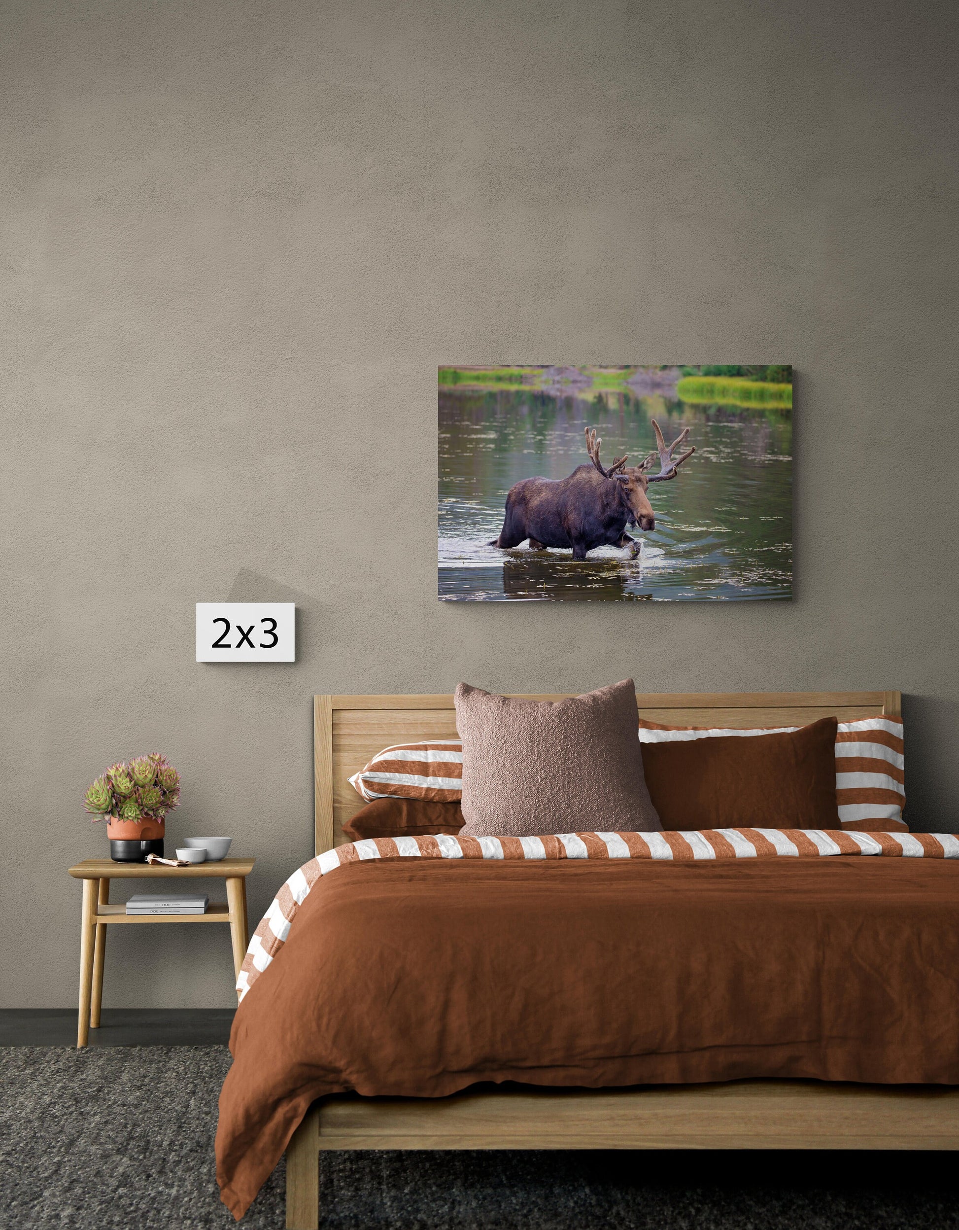 Bull Moose, Rocky Mountain National Park, Colorado Canvas Wall Art Prints, Wildlife Wall Photography, Canvas Decor for Home or Office