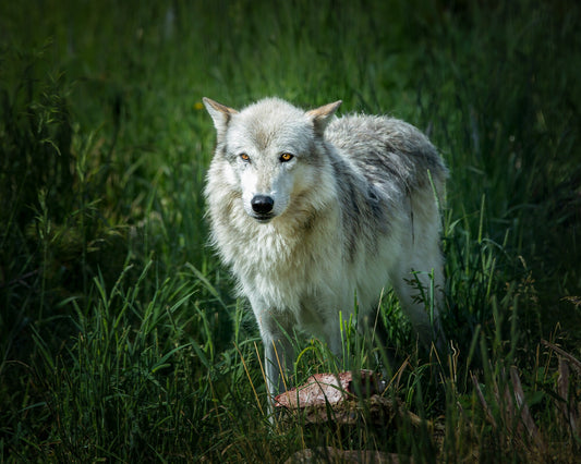 Gray wolf standing in grass. This is a wolf from Yellowstone National Park in Montana, Wyoming and Idaho.