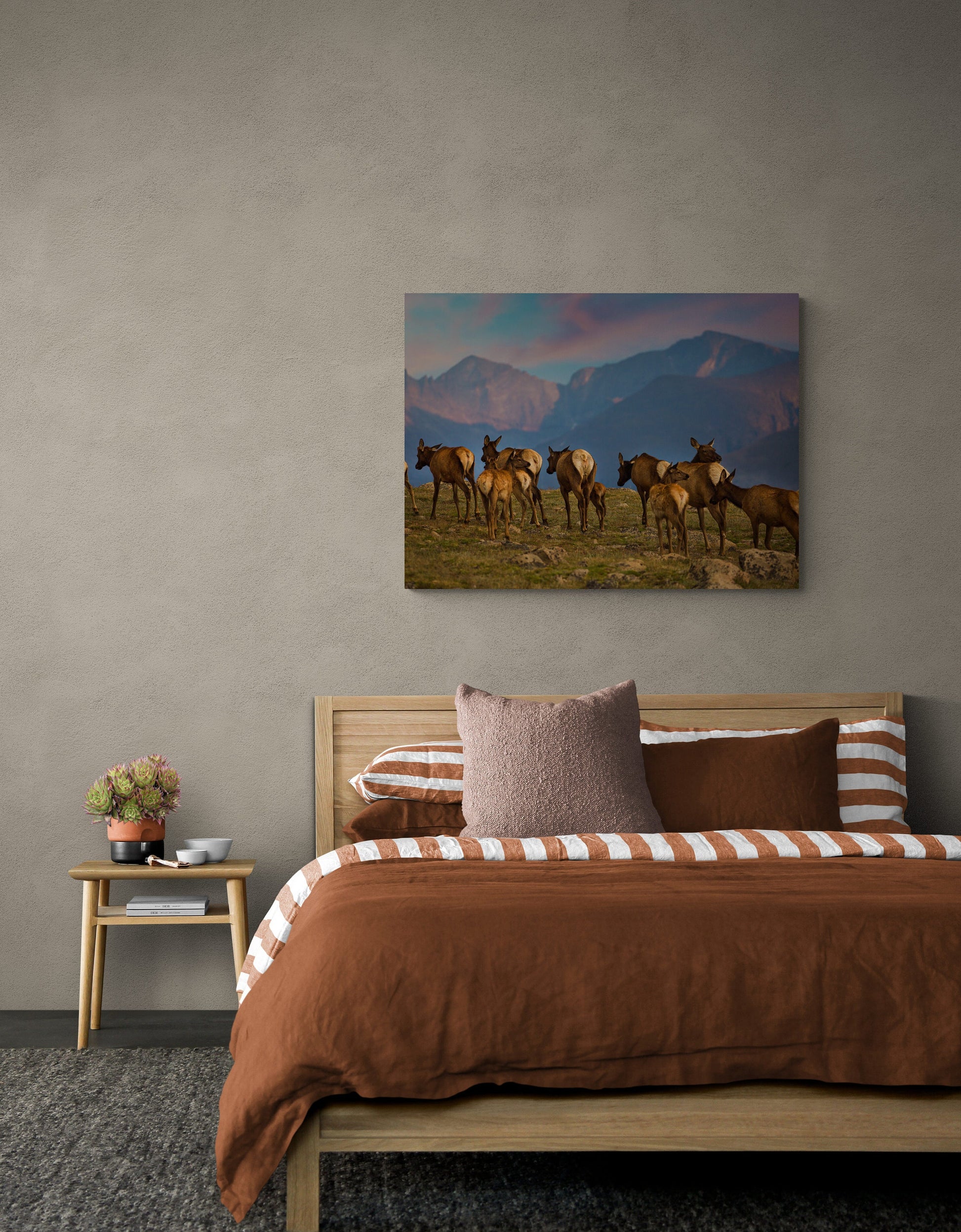 Elk Herd on Tundra at Sunset, Rocky Mountain National Park, Wildlife Canvas Wall Art Print, Wall Decor for Living Room, Bedroom and Office