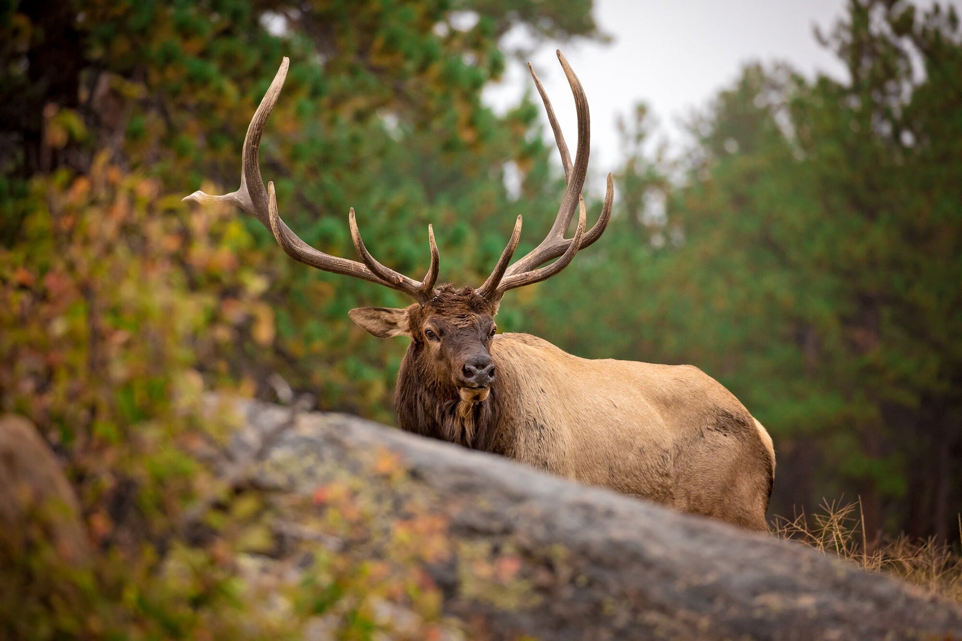 Elk Wall Art, Bull Elk Wildlife Wall Canvas, Rocky Mountain National Park, Colorado Canvas Wall Art Prints, Wall Decor for Home and Office