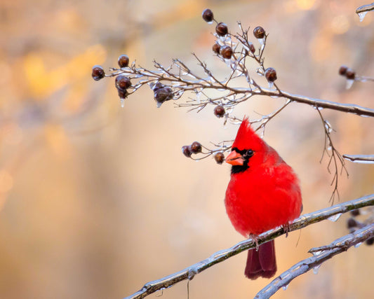 Beautiful bright red male cardinal perched on frozen tree branch.