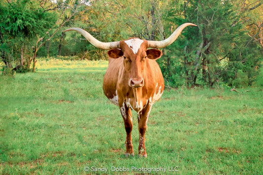 Texas Longhorn cow standing in a pasture. Taken in Texas. Available as canvas or print for rustic decor.