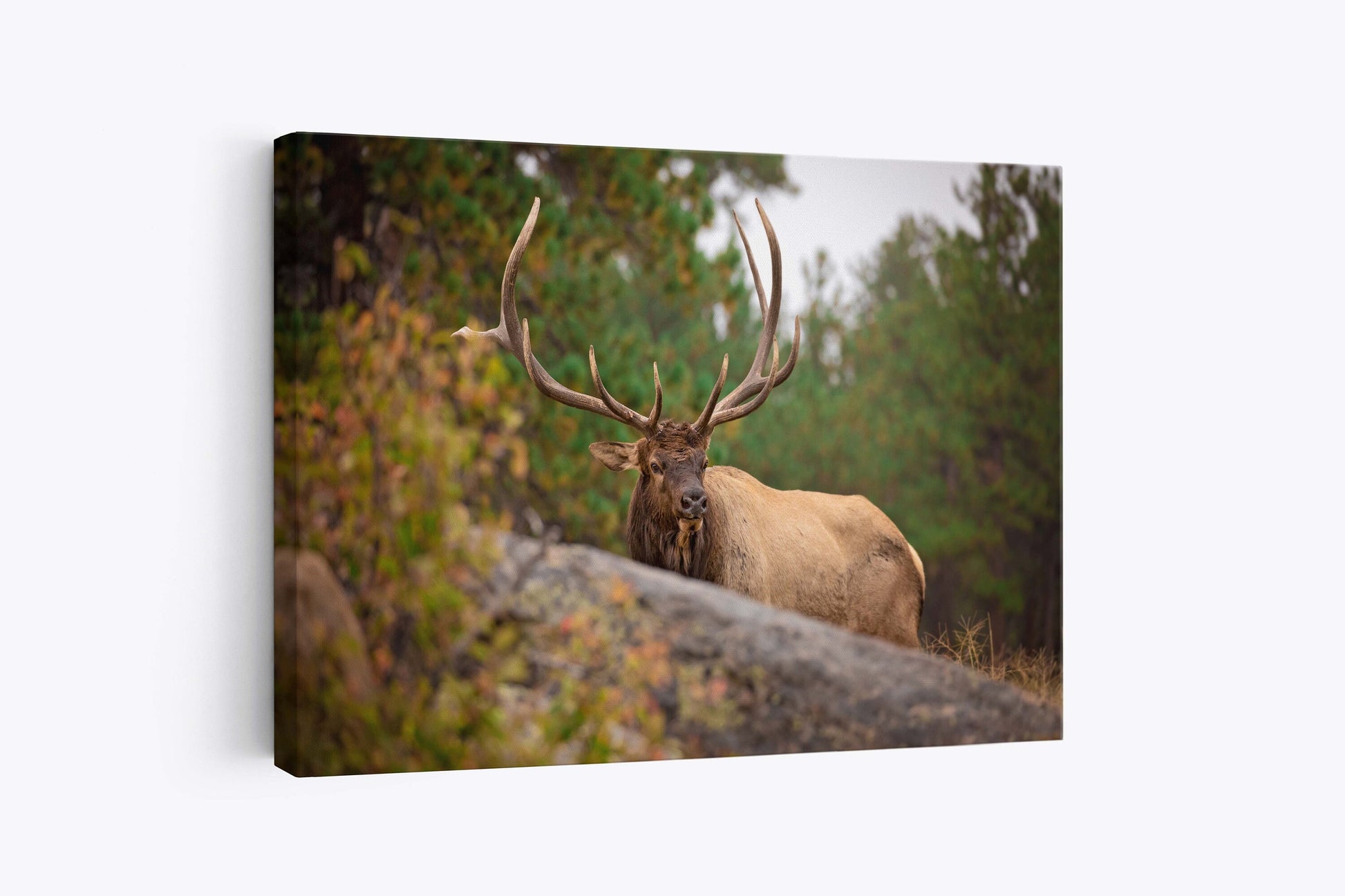 Elk Wall Art, Bull Elk Wildlife Wall Canvas, Rocky Mountain National Park, Colorado Canvas Wall Art Prints, Wall Decor for Home and Office