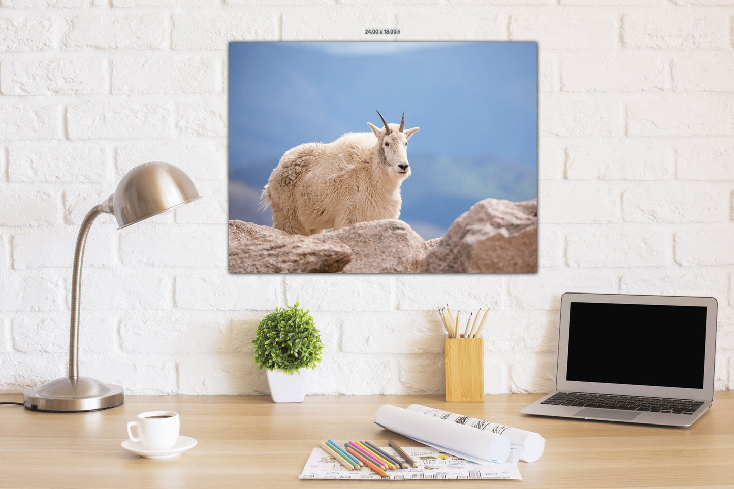 Mountain Goat on Mount Evans Colorado Print, Canvas Wall Art Prints, Colorado Wildlife Photography, Wall Decor for Home or Office