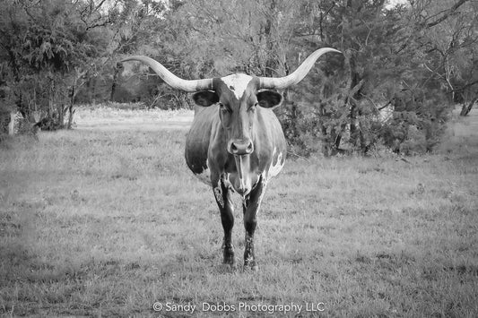 Texas Longhorn Black and White Print, Canvas Wall Art Prints, Cow Wall Art, Western Decor, Rustic Wall Decor for Home and Office