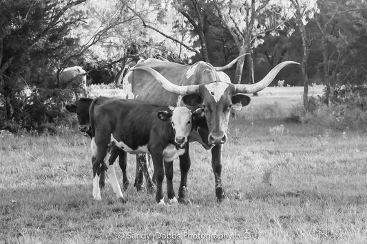 Texas Longhorn Black and White Cow Calf Print, Canvas Wall Art Prints, Cow Wall Art, Western Decor, Rustic Wall Decor for Home and Office