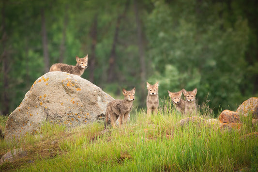 Wildlife Wall Art Canvas, Coyote Pups, Jasper National Park Canada Prints,  Decor for Home, Living Room, Bedroom, Office, Fine Art Original