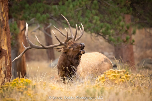 Bull Elk Bugling, Wildlife Wall Canvas, Rocky Mountain National Park, Colorado Canvas Art Prints, Elk Photography, Made in the USA