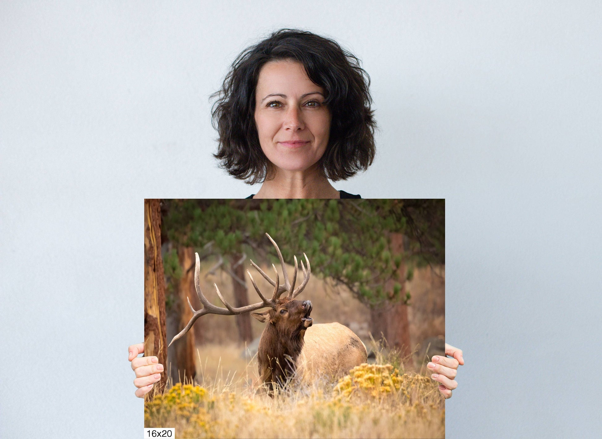 Bull Elk Bugling, Wildlife Wall Canvas, Rocky Mountain National Park, Colorado Canvas Art Prints, Elk Photography, Made in the USA