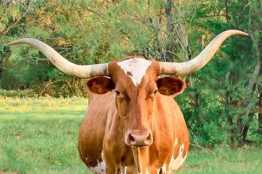 Cow Wall Art, Texas Longhorn Print, Canvas Wall Prints, Texas Photography, Western Decor, Rustic Wall Decor for Home and Office