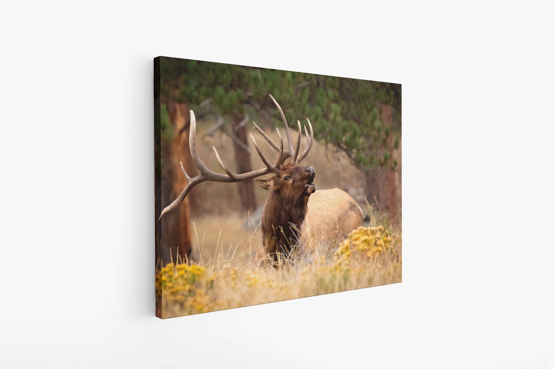 Bull Elk Bugling, Wildlife Wall Canvas, Rocky Mountain National Park, Colorado Canvas Art Prints, Elk Photography, Made in the USA