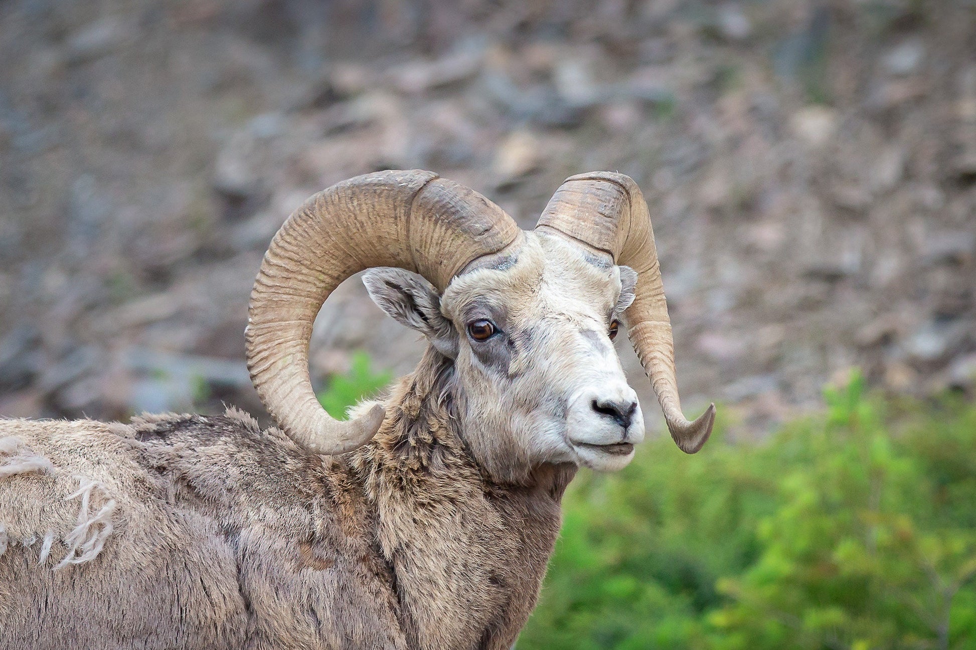 Big Horn Ram Wildlife Wall Canvas, Rocky Mountain Sheep Photography, Banff National Park Art Prints, Decor for Home ,Living Room, Bedroom