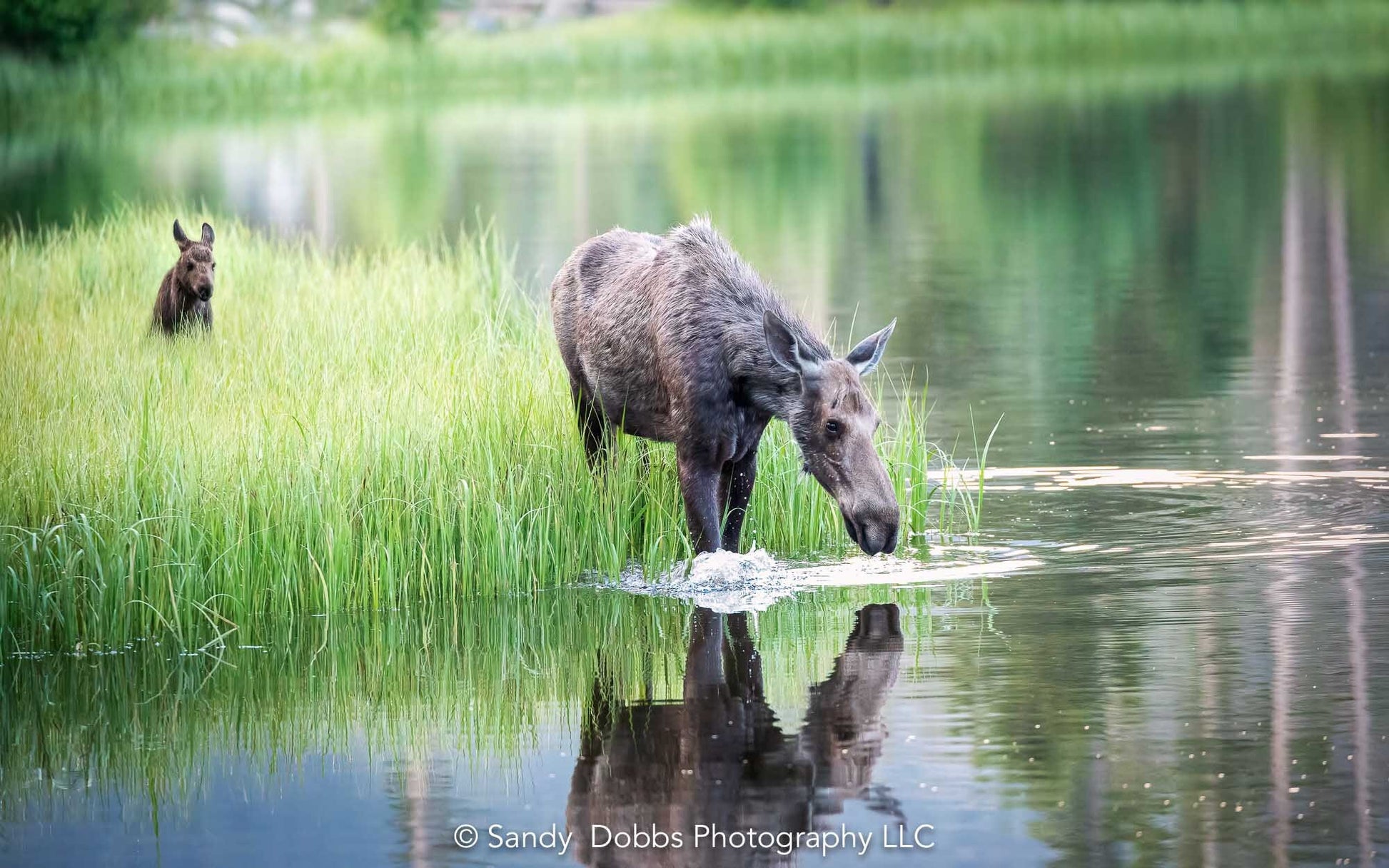 Moose Wall Art, Wildlife Wall Canvas, Rocky Mountain National Park, Colorado Canvas Wall Art Prints, Decor for Home,Living Room, Bedroom