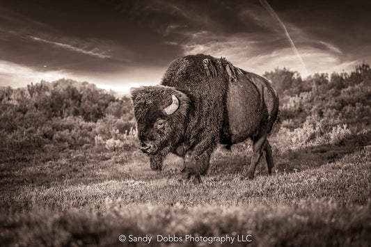 Bison buffalo in Yellowstone National Park in sepia tone. Taken during the golden hour in 2022. Available in canvas and fine art prints.