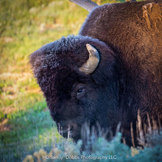 Buffalo Bull Head, Bison Canvas Print, Buffalo Closeup Photograph, Yellowstone National Park Wildlife Photography, Wildlife Wall Art Decor