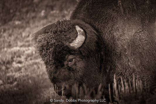 Bison Canvas Black White Print, Buffalo Closeup Sepia Photograph, Yellowstone National Park Wildlife Photography, Wildlife Wall Art Decor