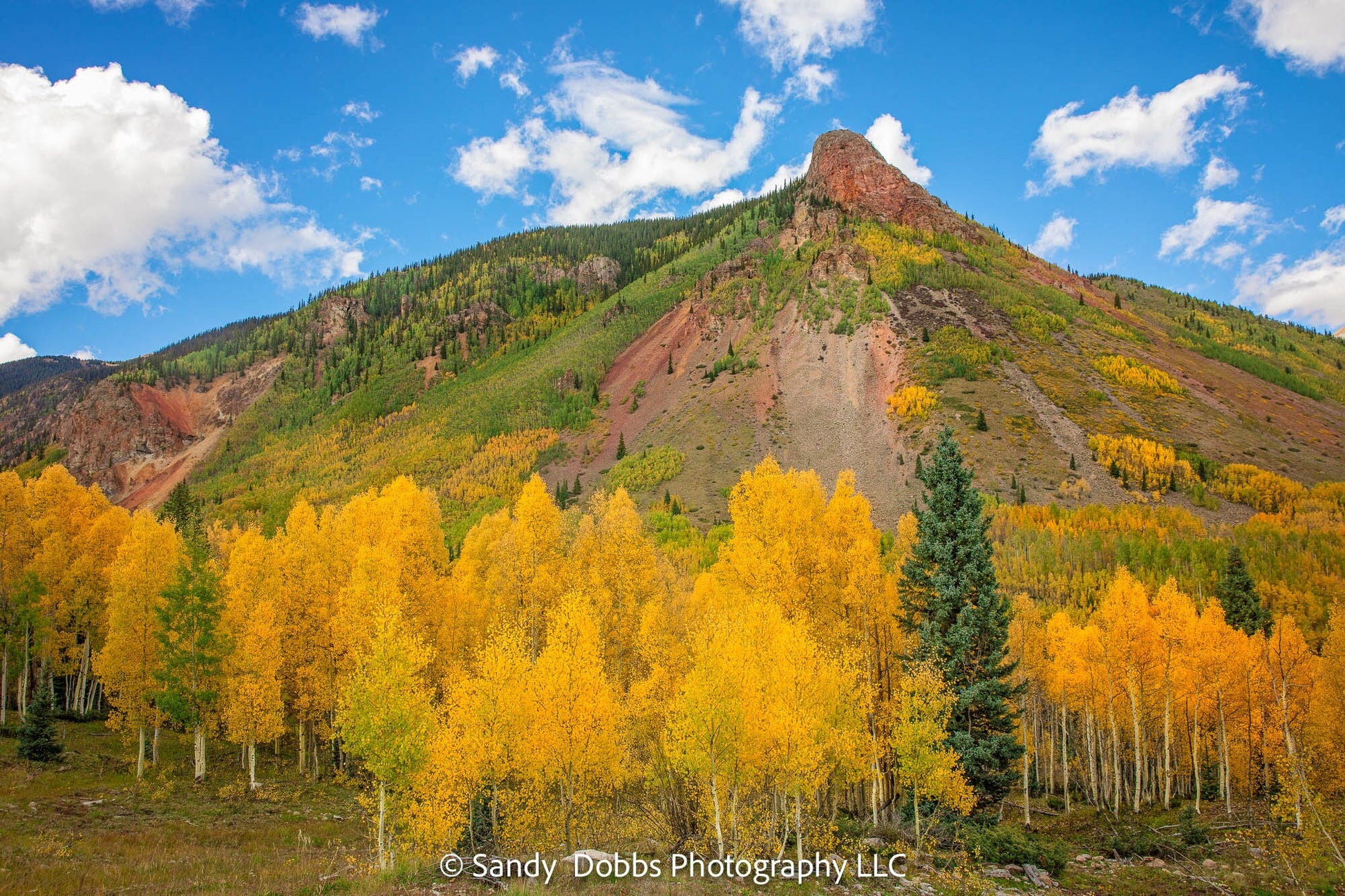 Colorado San Juan Aspen Forest, Aspens in Fall Photo, Silverton Colorado. Autumn Mountain Landscape Print, Canvas Wall Art Prints