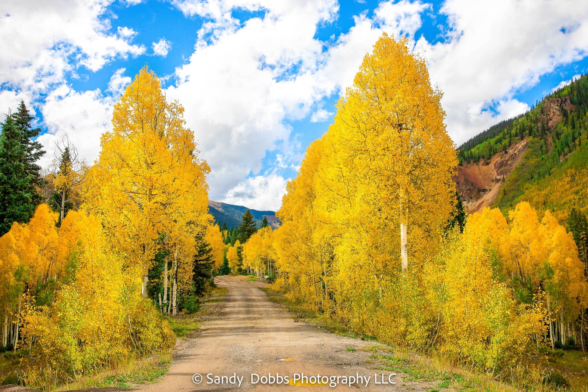 Colorado Golden Aspen Metal Print, Autumn Aspens Photo, Nature Acrylic Print, Rocky Mountain Landscape Print, Large Wall Art Print Decor