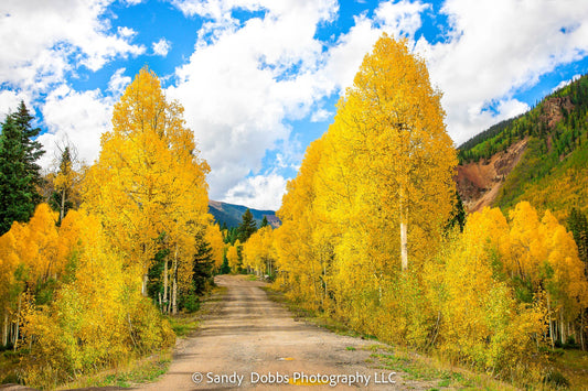 Colorado Golden Aspens, Autumn Trees Photo, Nature Canvas Print, Rocky Mountain Landscape Photography, Large Canvas Wall Art, Wall Decor