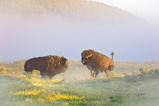 Buffalo Wall Art Print, Bison Photograph, Yellowstone National Park Wildlife Photography, Wildlife Canvas Decor, Western Landscape