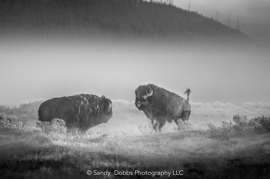 Buffalo Wall Art Print, Bison Black and White  Photograph, Yellowstone National Park Wildlife Photography, Wildlife Canvas Western Decor