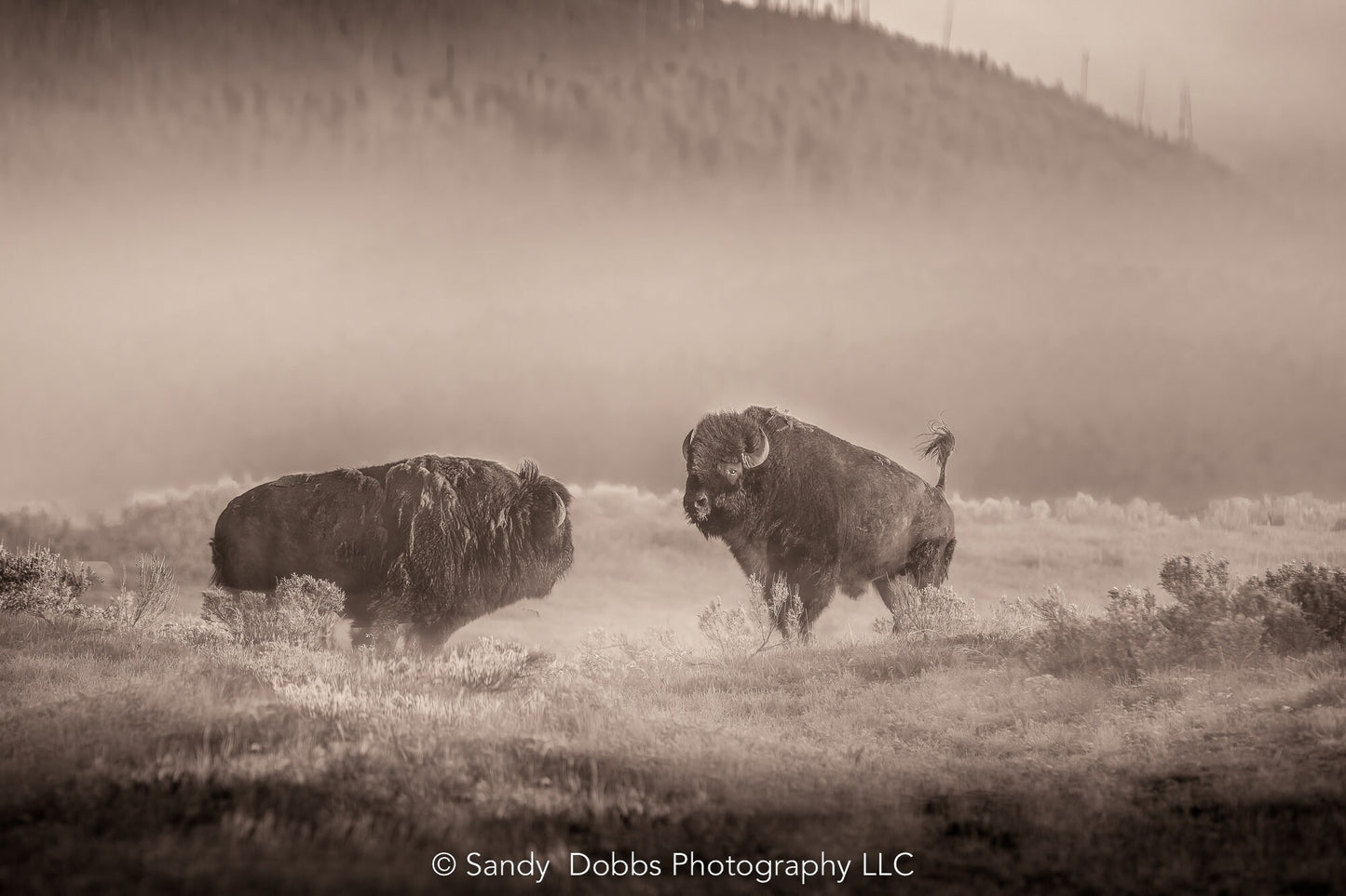 Buffalo Wall Art Print, Bison SEPIA Photograph, Yellowstone National Park Wildlife Photography, Wildlife Canvas Decor, Western Landscape